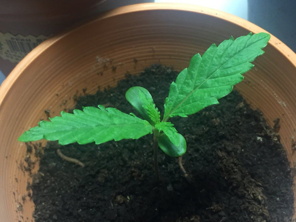 First time growing problems done researched 10