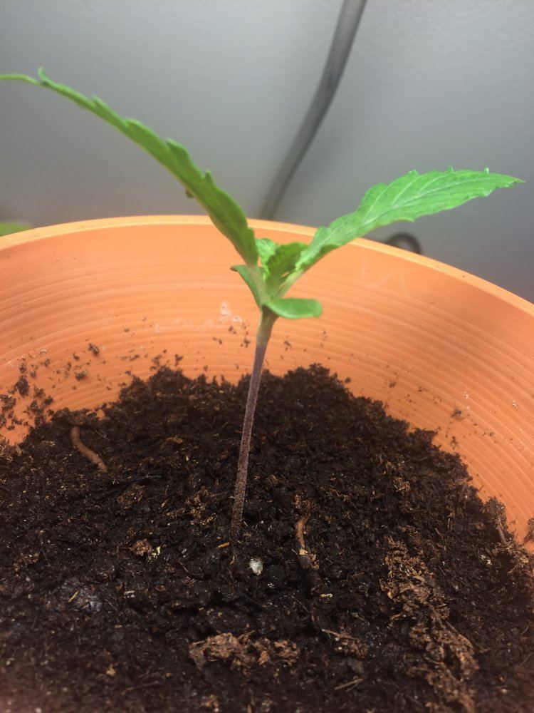 First time growing problems done researched 11