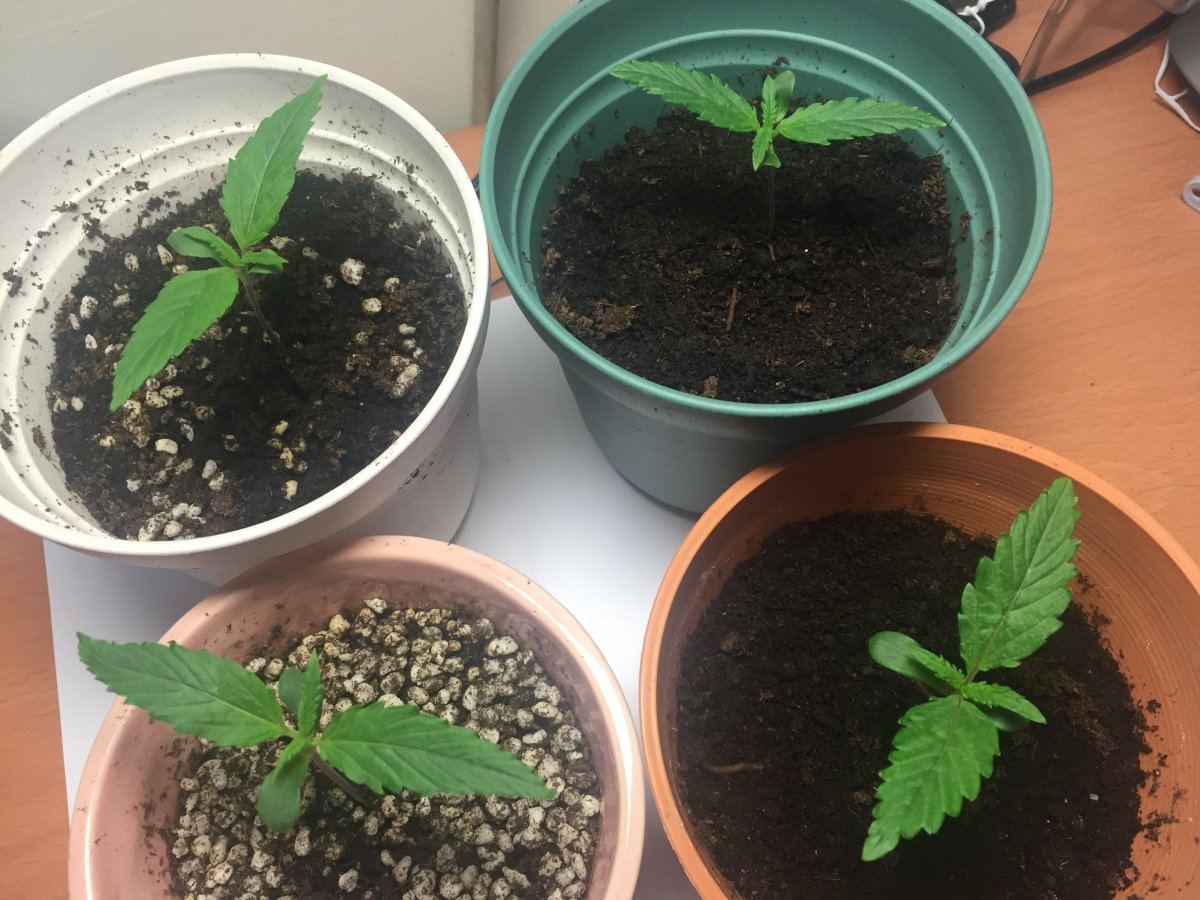 First time growing problems done researched 12