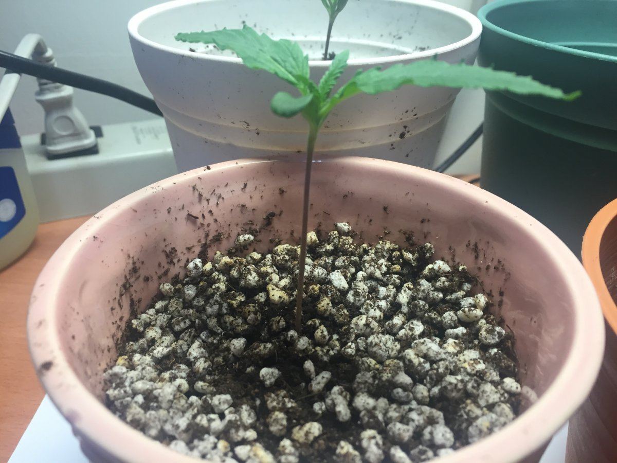 First time growing problems done researched 13