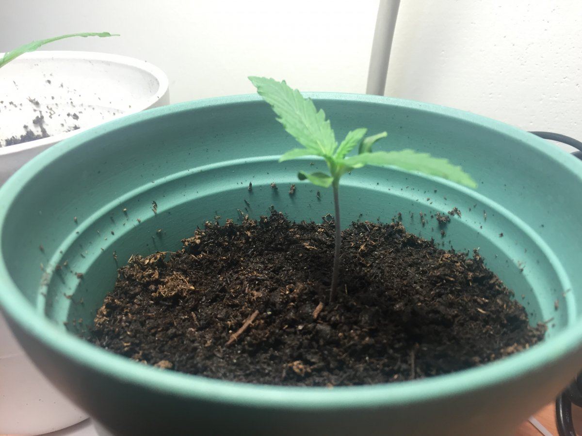 First time growing problems done researched 14