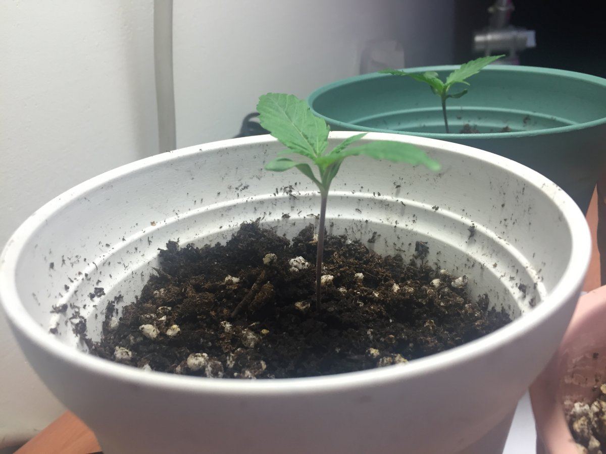 First time growing problems done researched 15