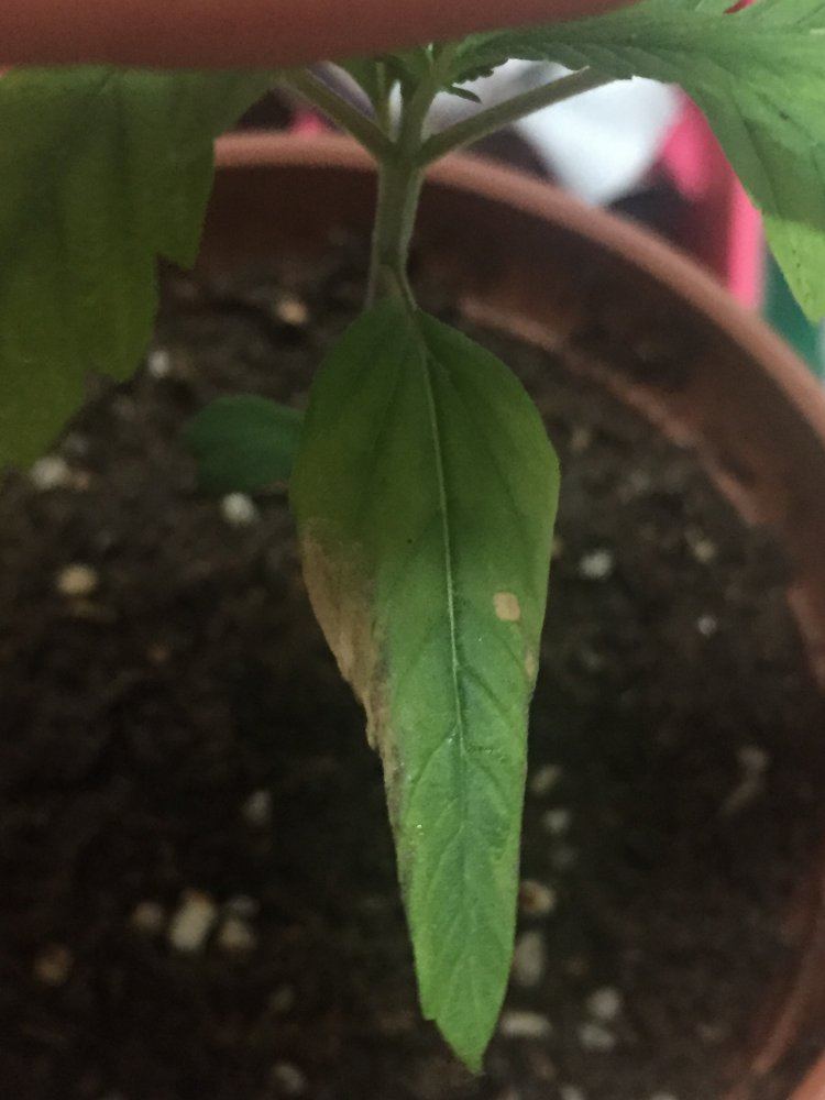 First time growing problems done researched 2