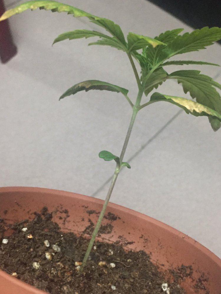First time growing problems done researched 3