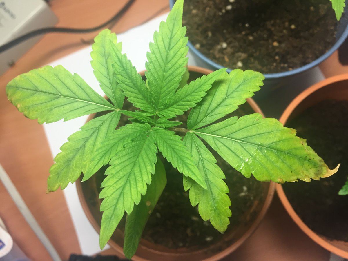 First time growing problems done researched 4