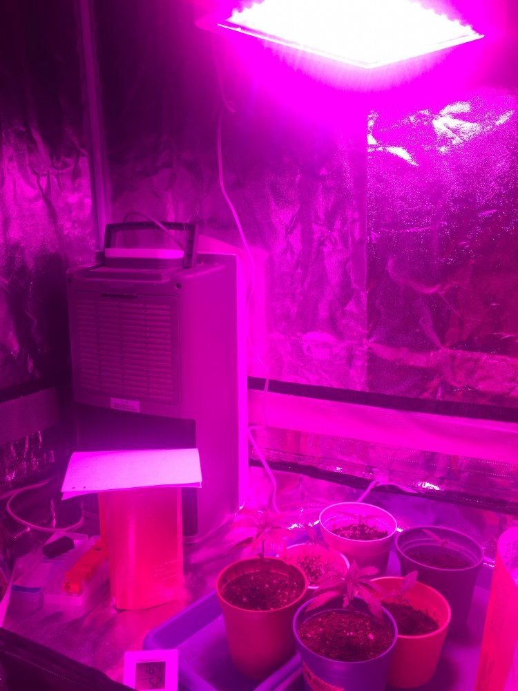 First time growing problems done researched 5