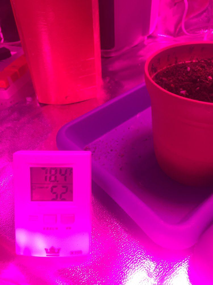 First time growing problems done researched 6