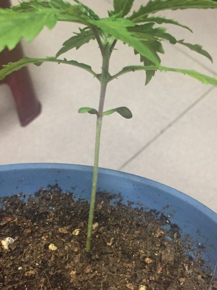 First time growing problems done researched 7