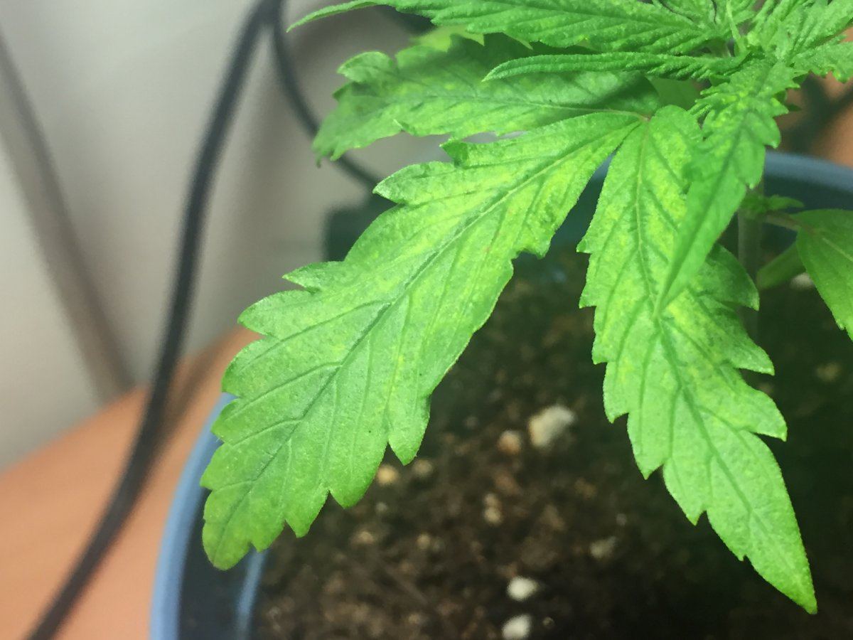 First time growing problems done researched 8