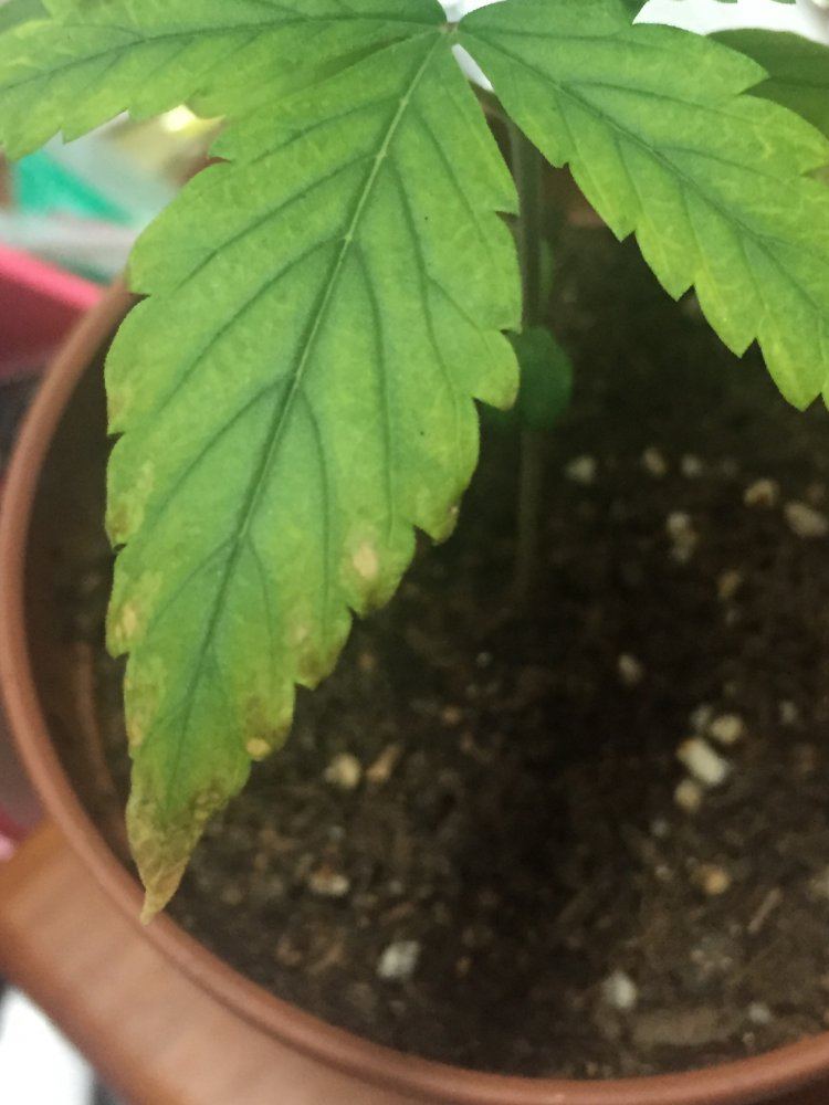 First time growing problems done researched