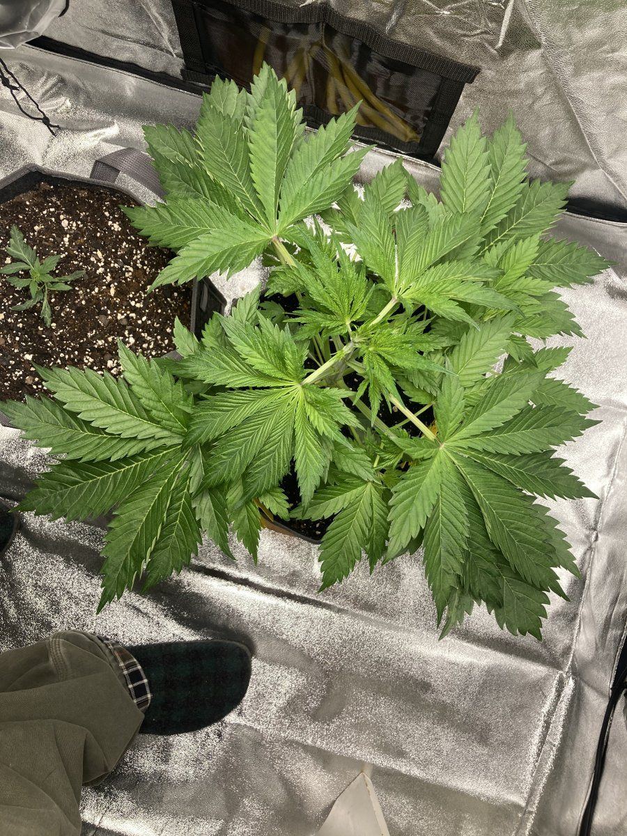 First time growing with decent quality products 5x5x96 tent 13