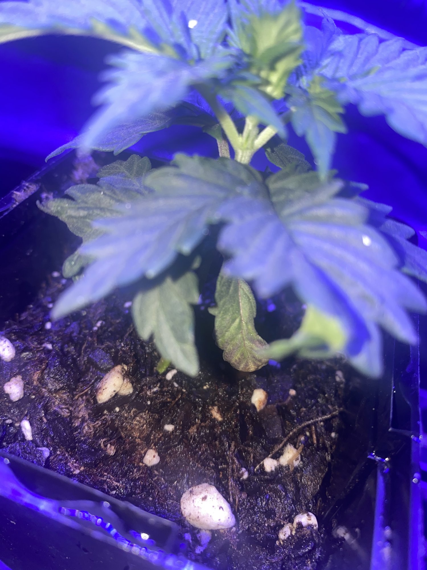 First time growing yellow spots on one plant 2