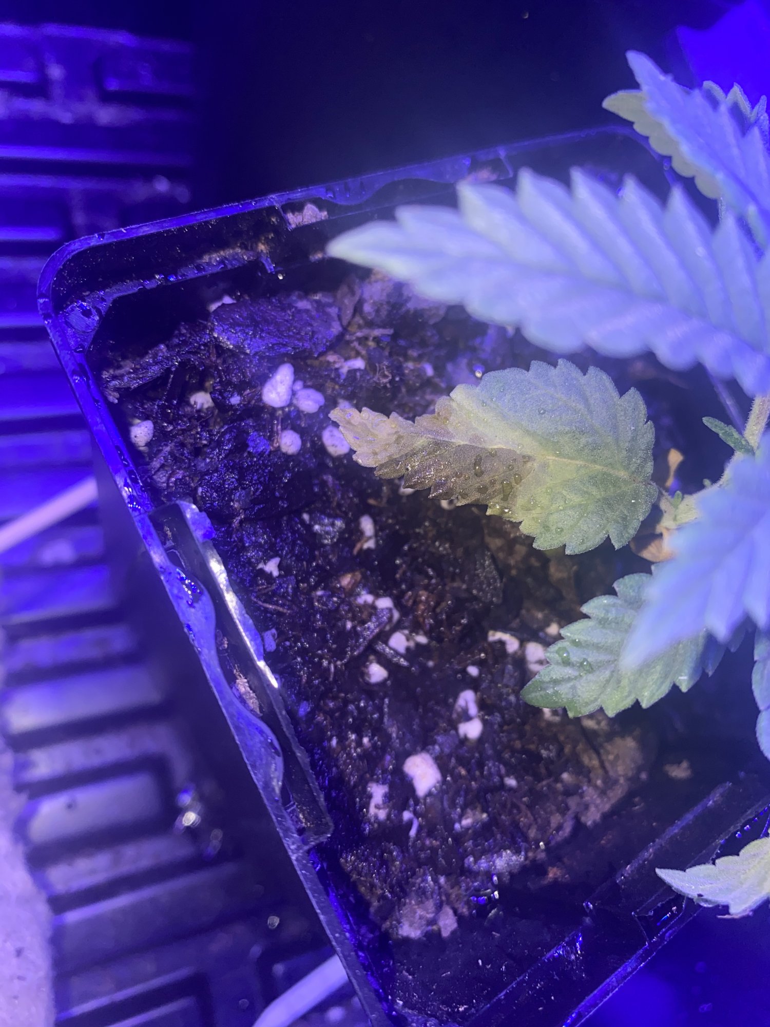 First time growing yellow spots on one plant 4