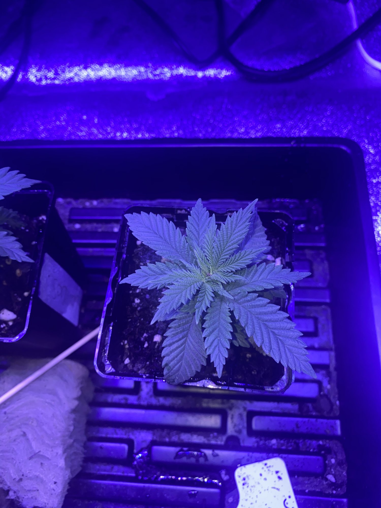 First time growing yellow spots on one plant 5