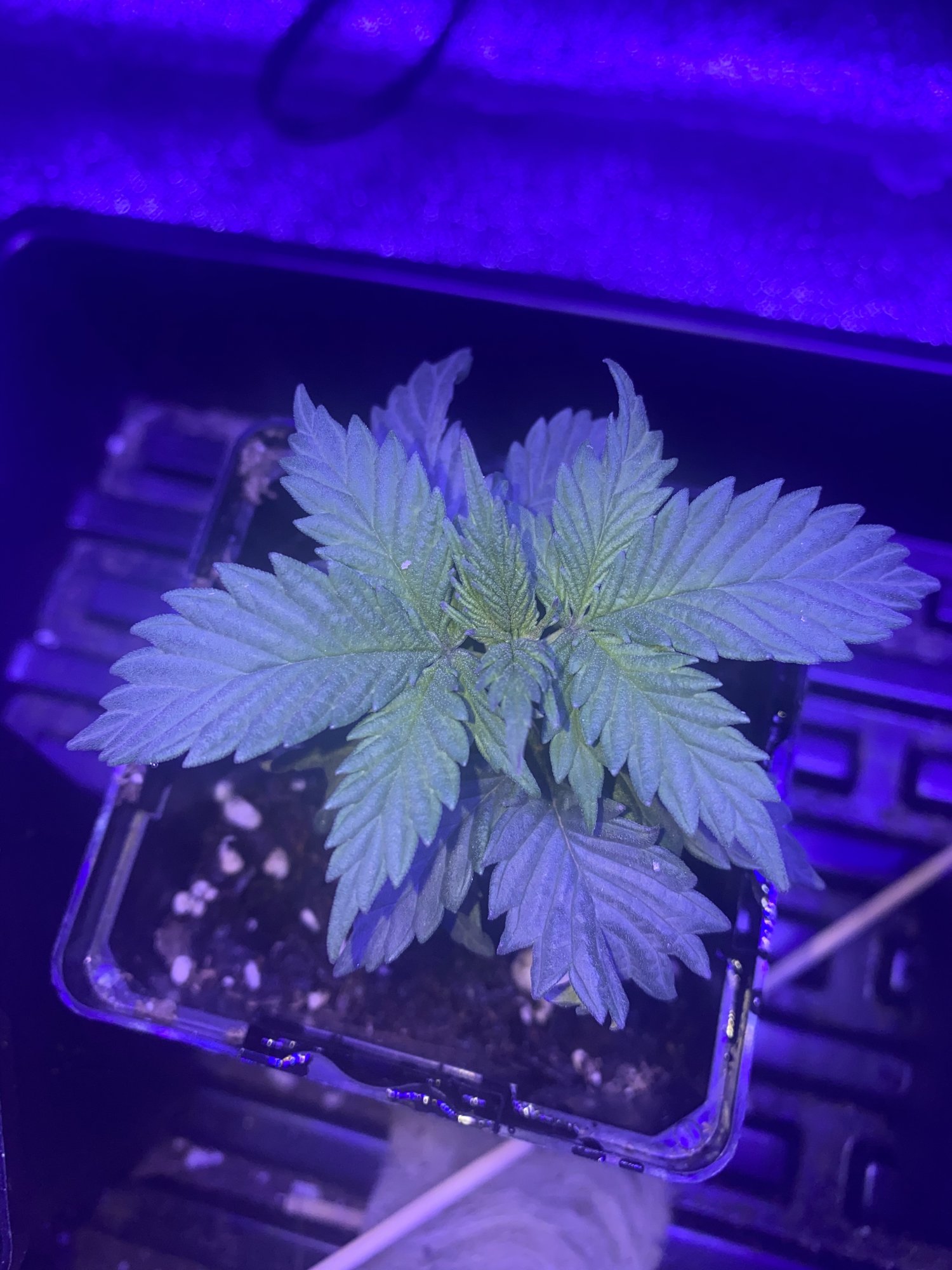 First time growing yellow spots on one plant 6
