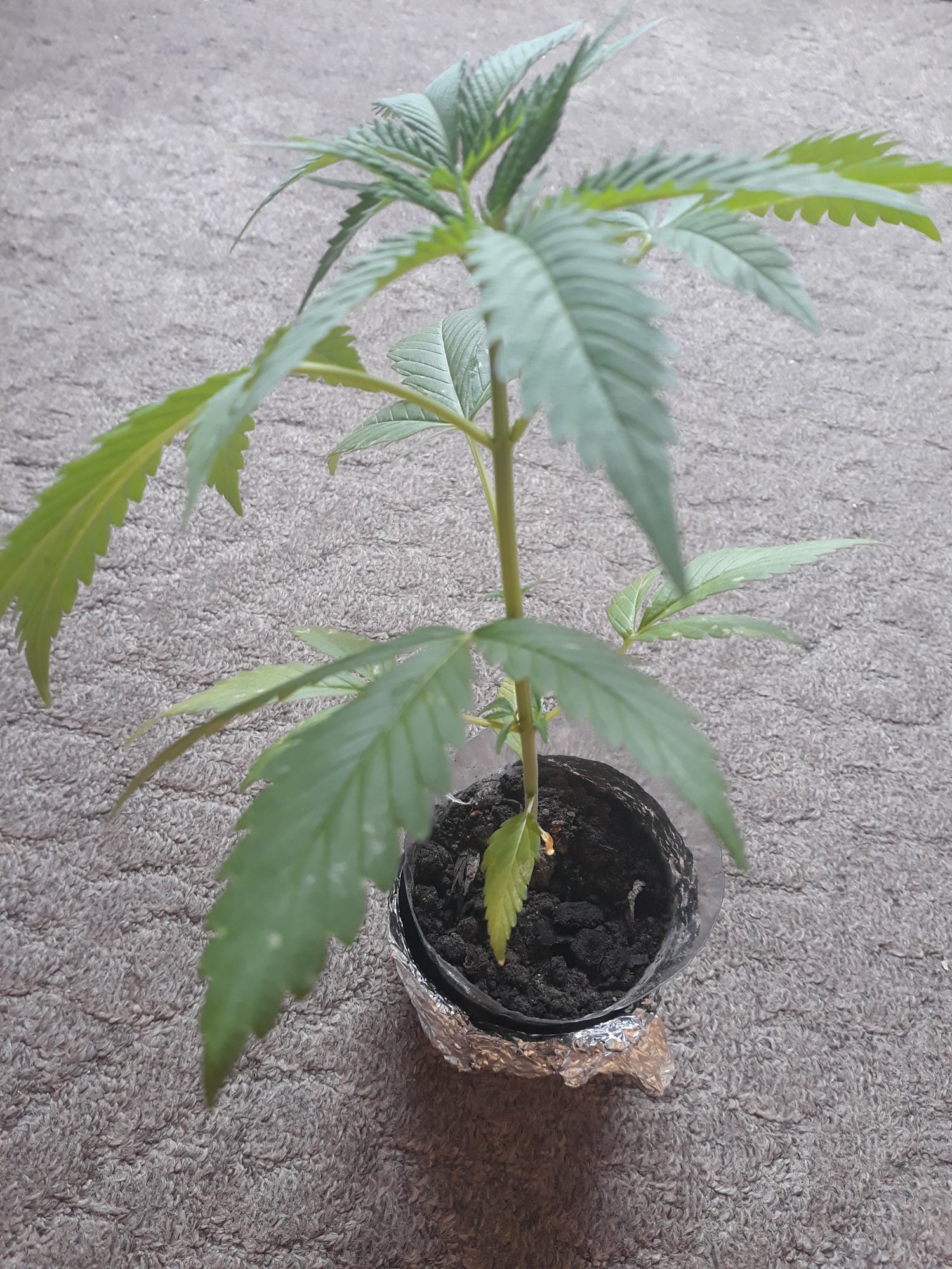 First  time growingany advice helps 2