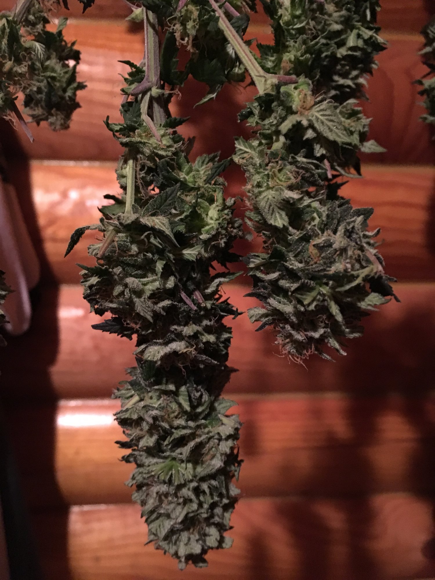 First time harvesting help please 6