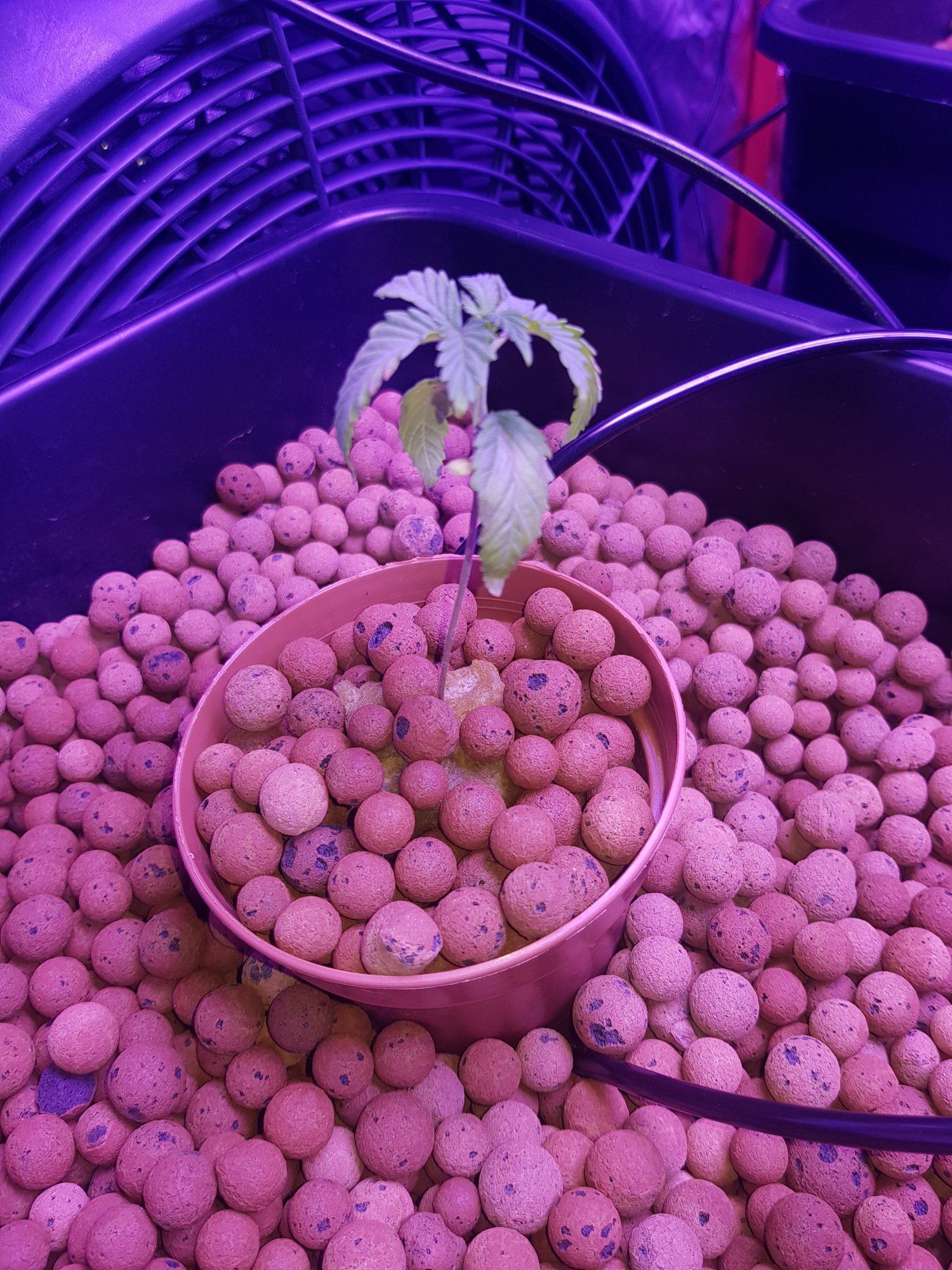 First time hydro already lost one seedling need help asap 2