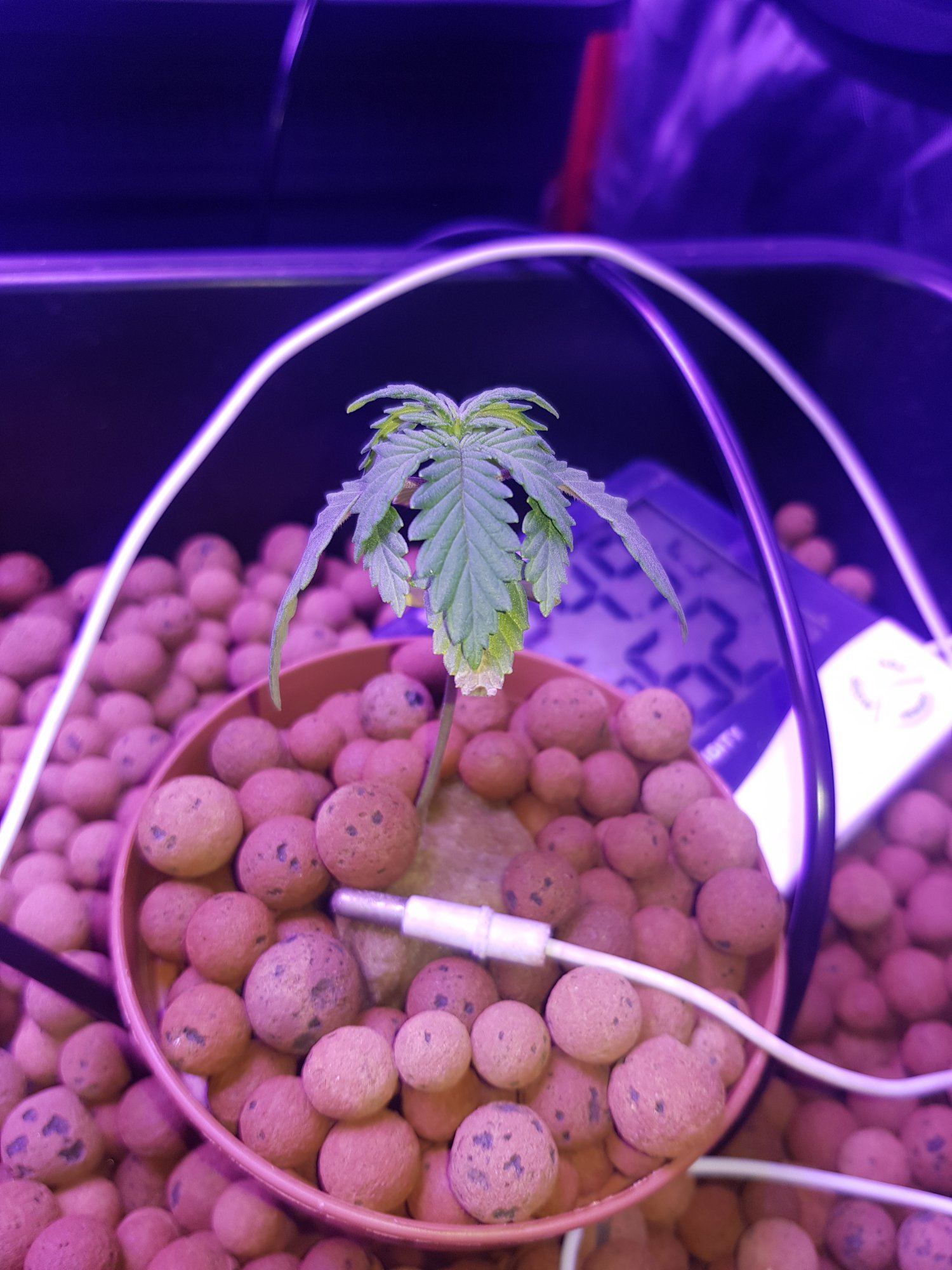 First time hydro already lost one seedling need help asap 3