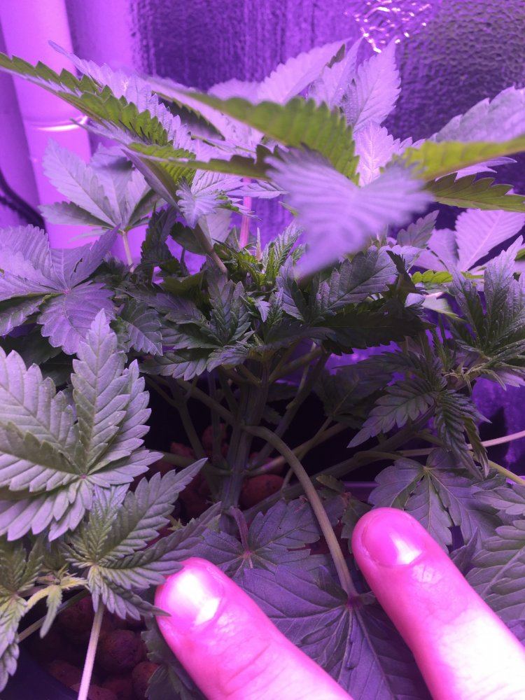 First time hydro grow 2