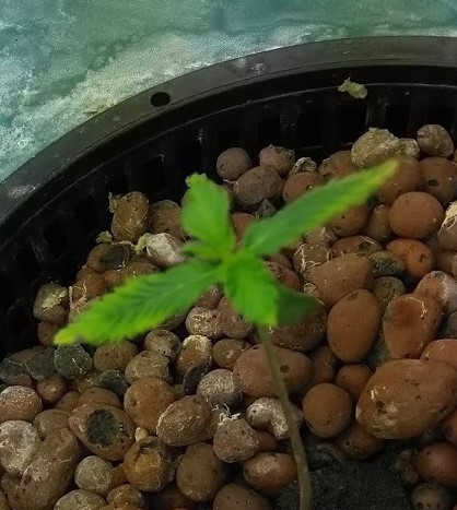 First time hydro grow 2