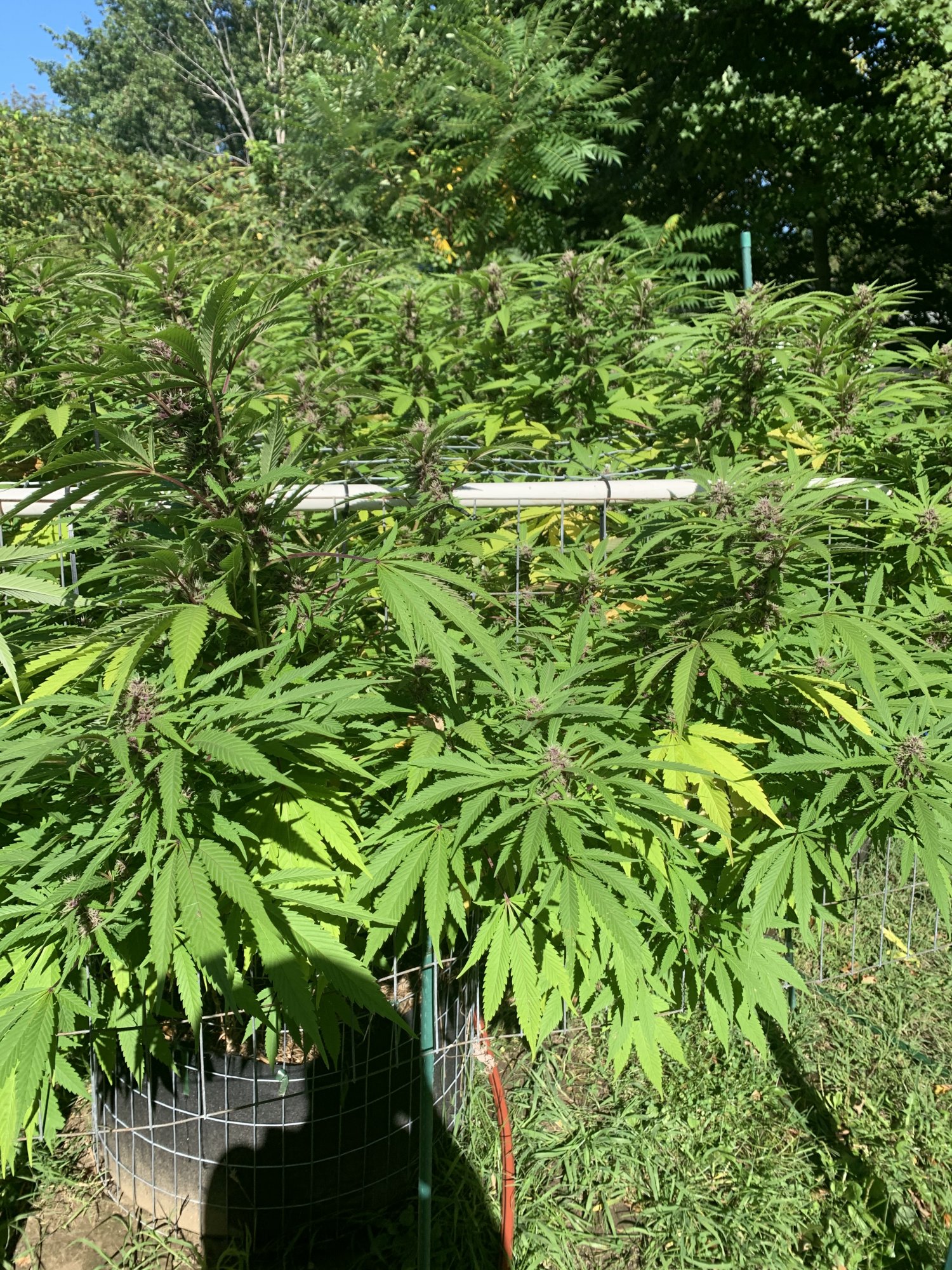 First time in super soil whats the problem 3