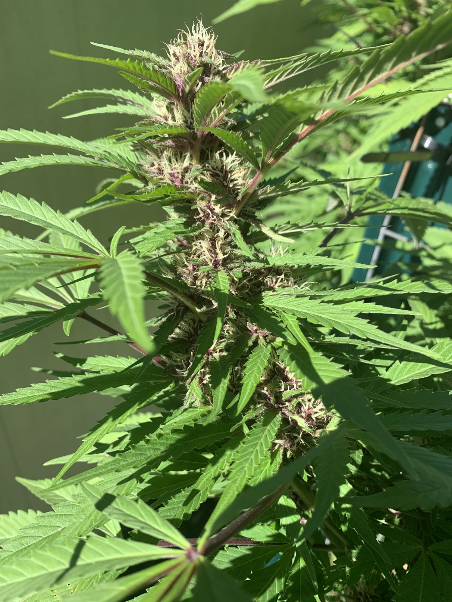 First time in super soil whats the problem 4