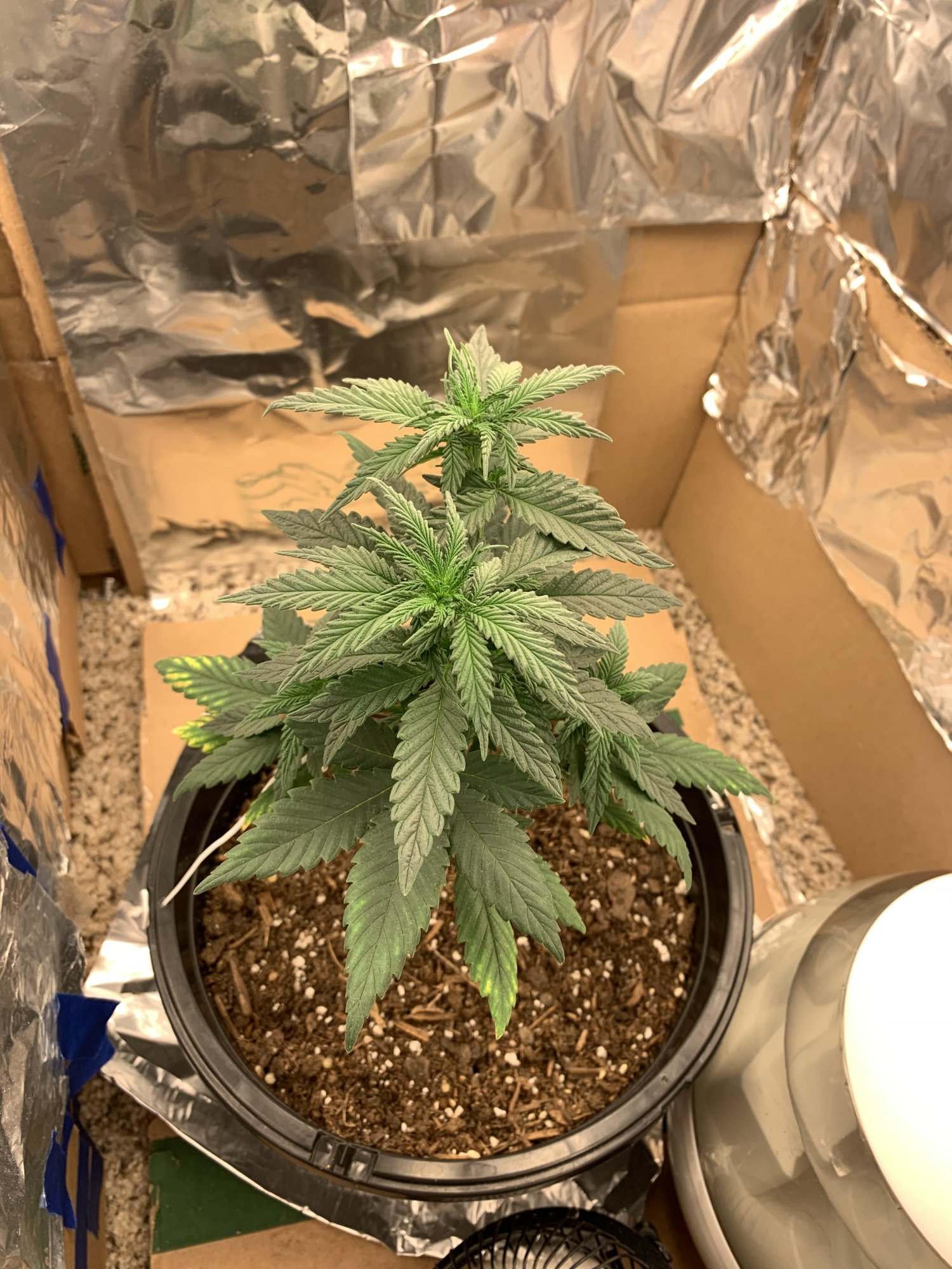First time indoor grow 10