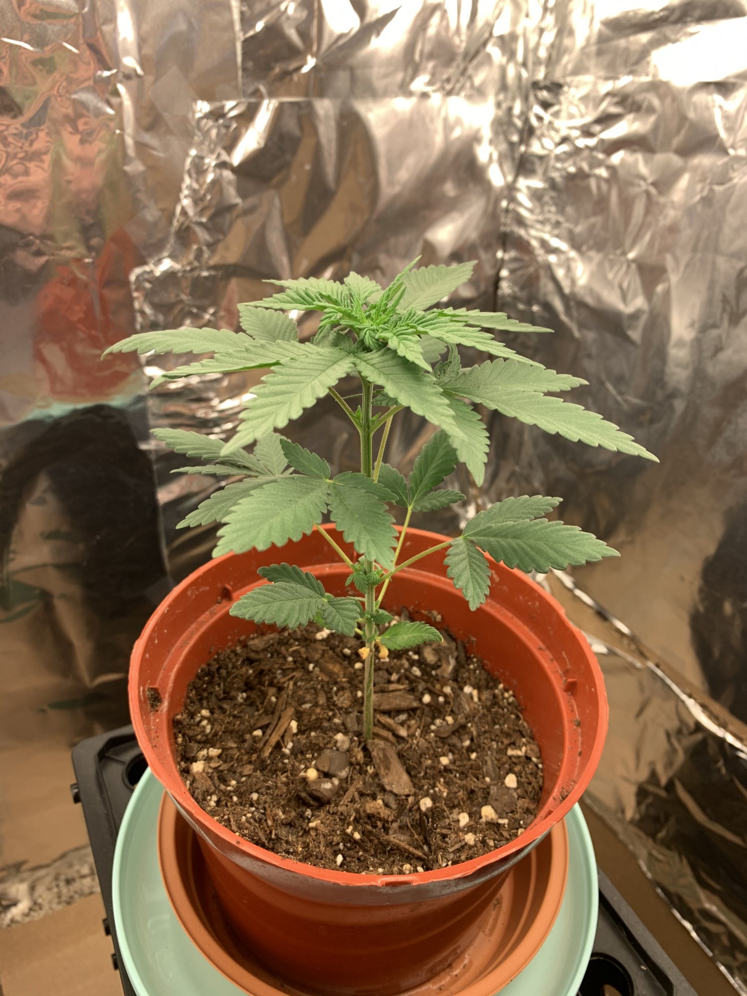 First time indoor grow 6