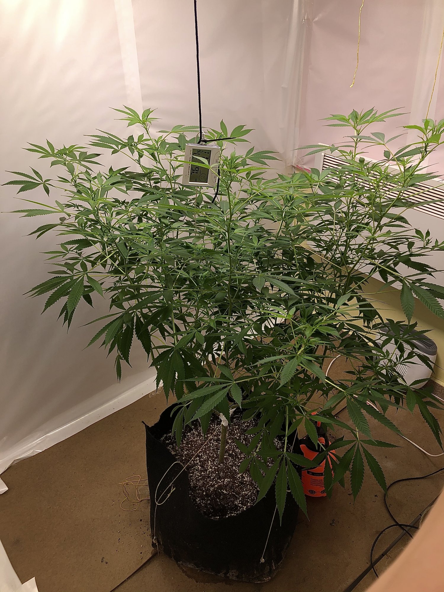 First time indoor organic grow 2