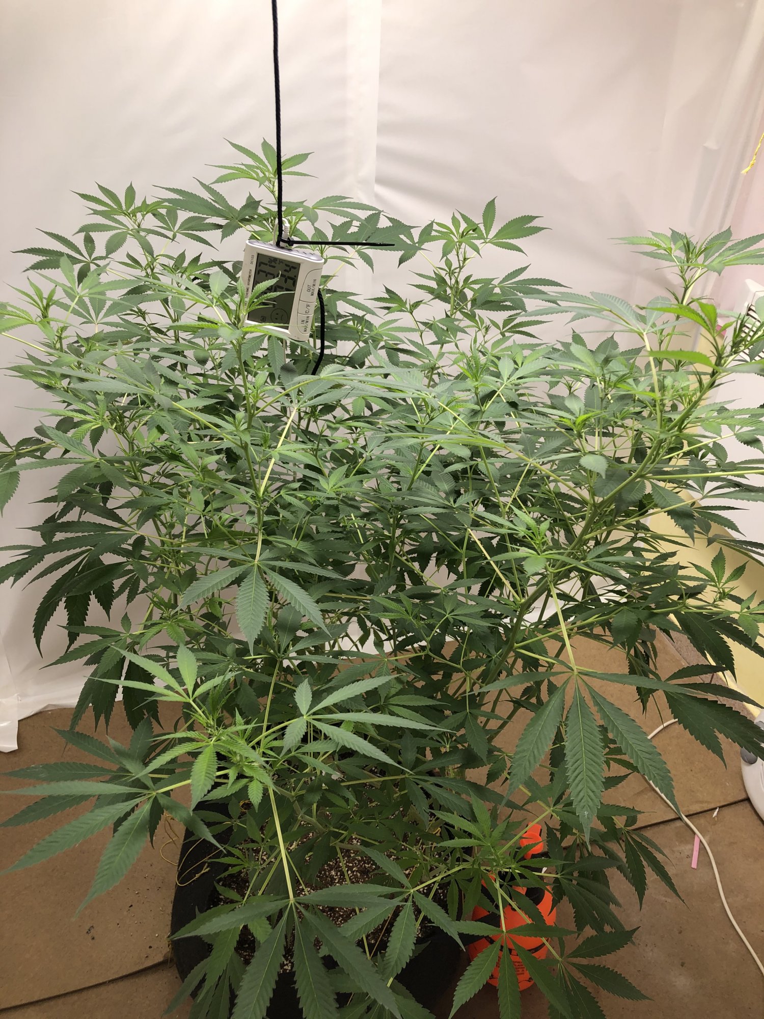 First time indoor organic grow 6