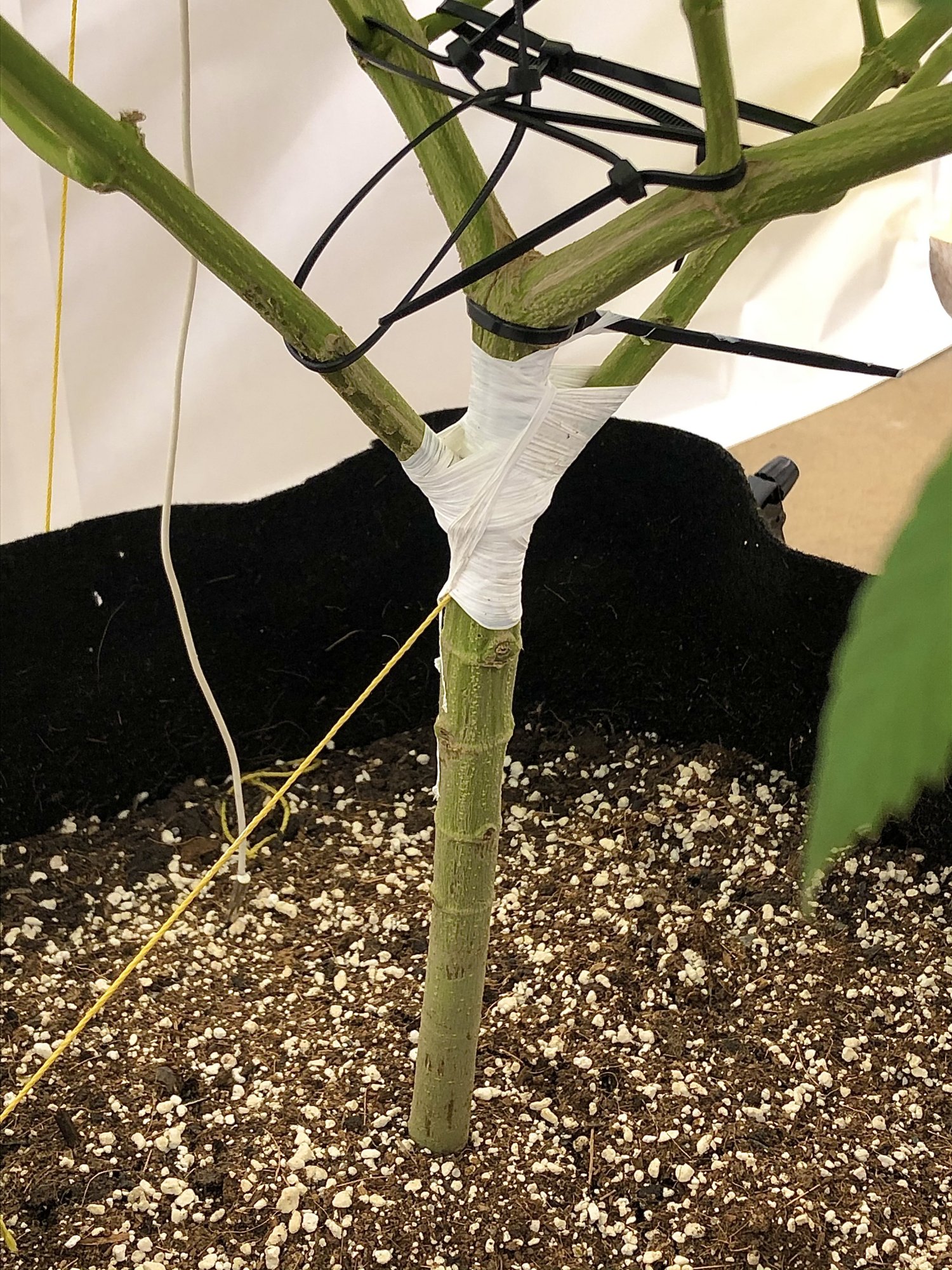 First time indoor organic grow 8