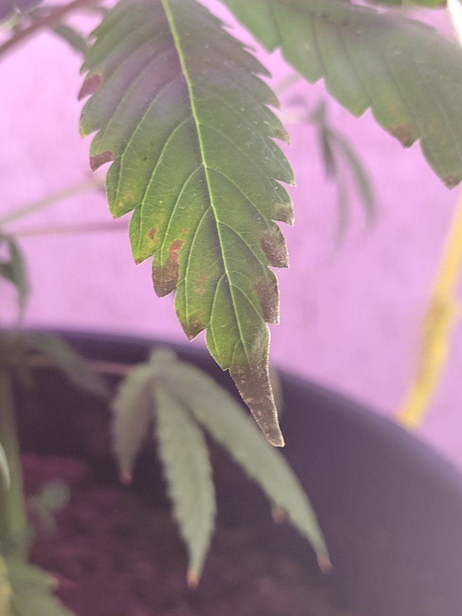 First time inside grow need a little advice 2