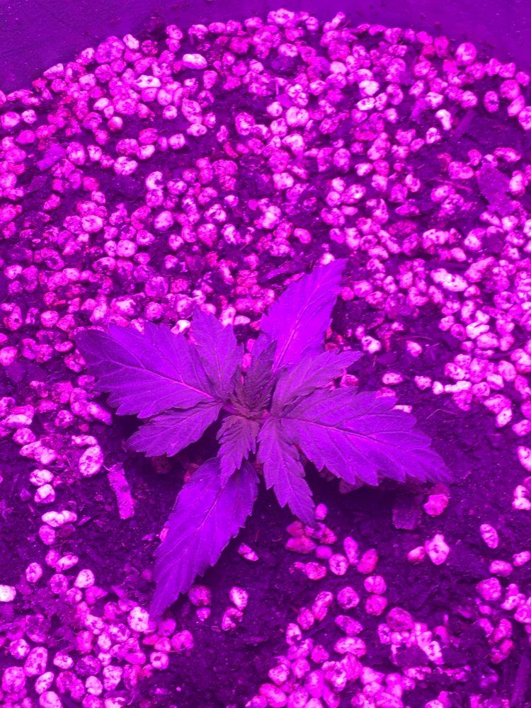 First time led indoor grow 2