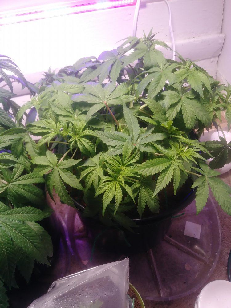 First time lst idk if im doing it right 2