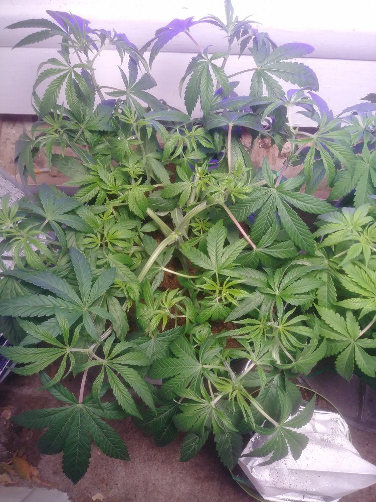 First time lst idk if im doing it right