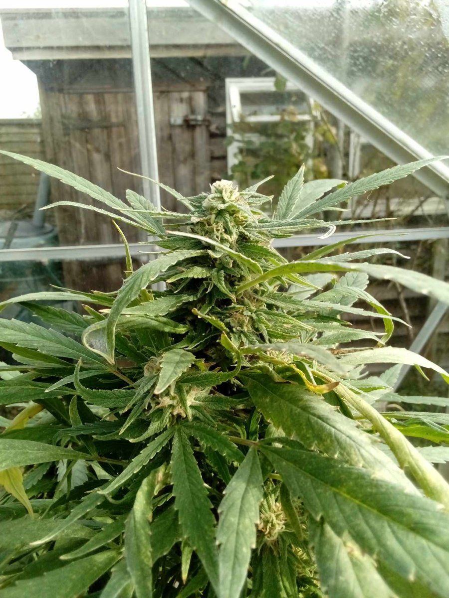 First time noob and not sure if time to harvest im clueless