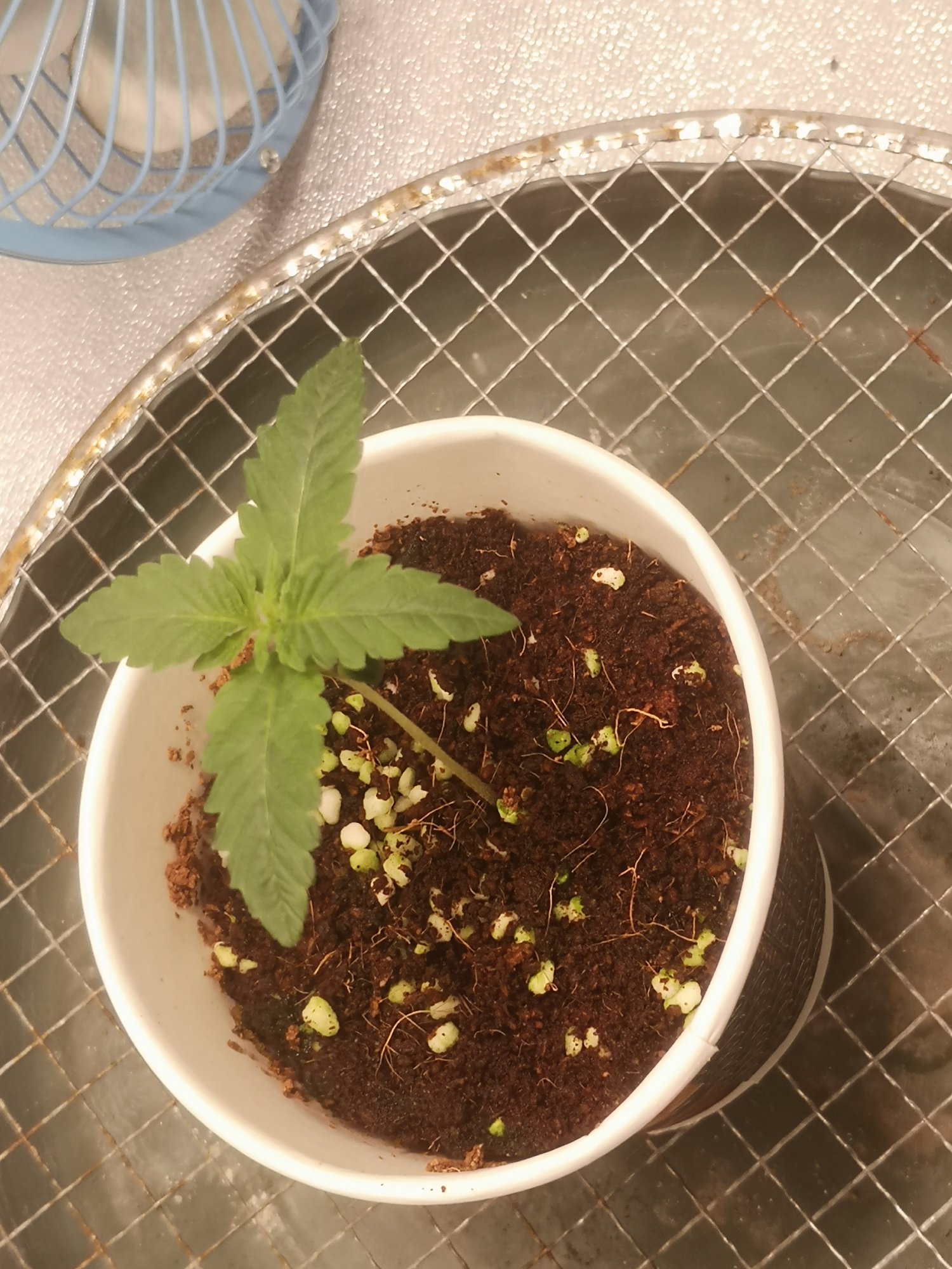 First time official coco grow