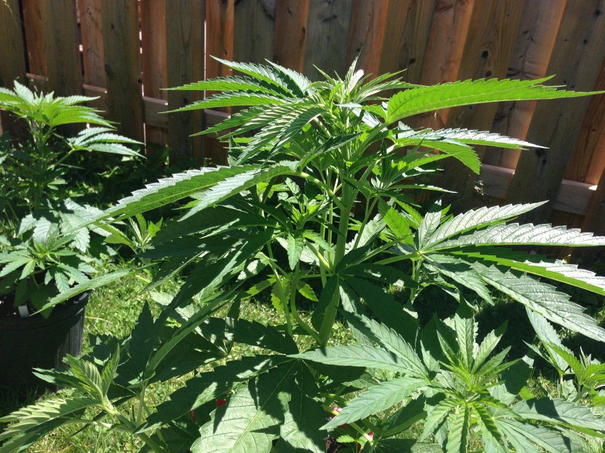 First time outdoor grow need experienced growers insight 2