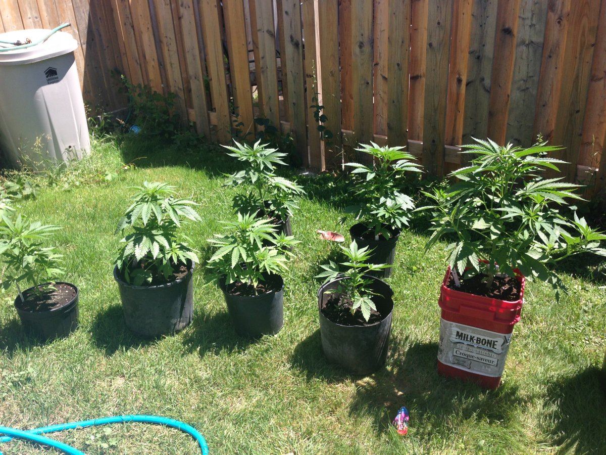First time outdoor grow need experienced growers insight 3