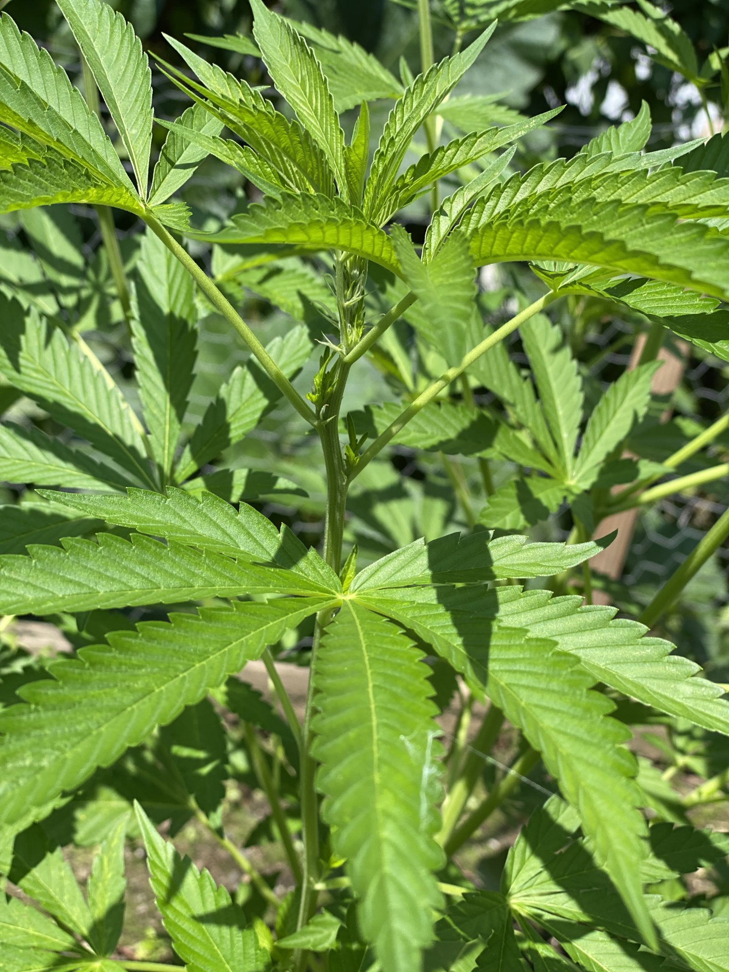 First time outdoor grower anything i should know 2