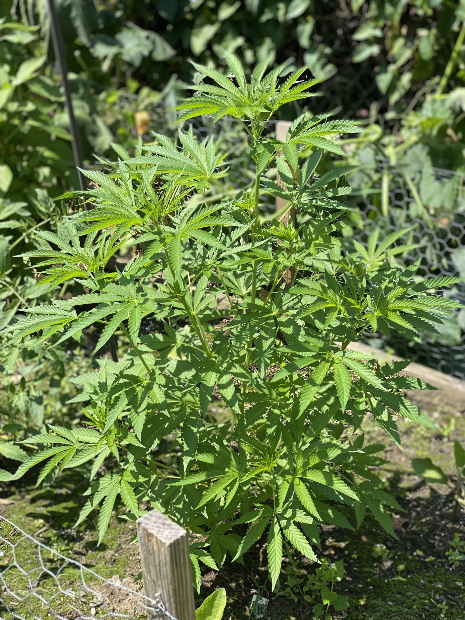 First time outdoor grower anything i should know