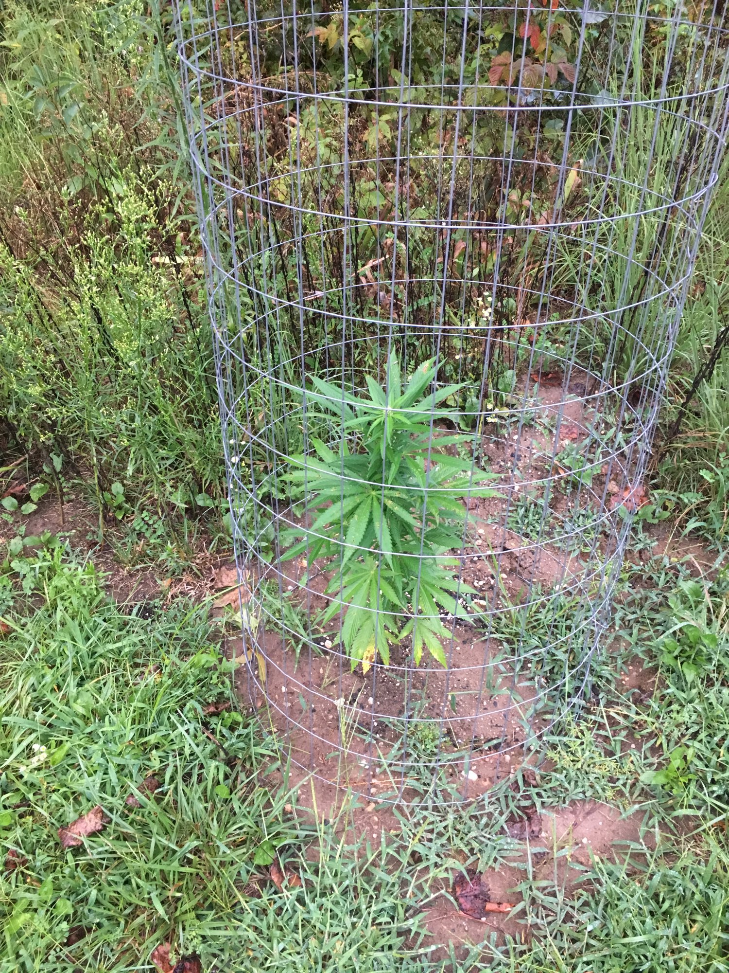 First time outdoor grower help 2