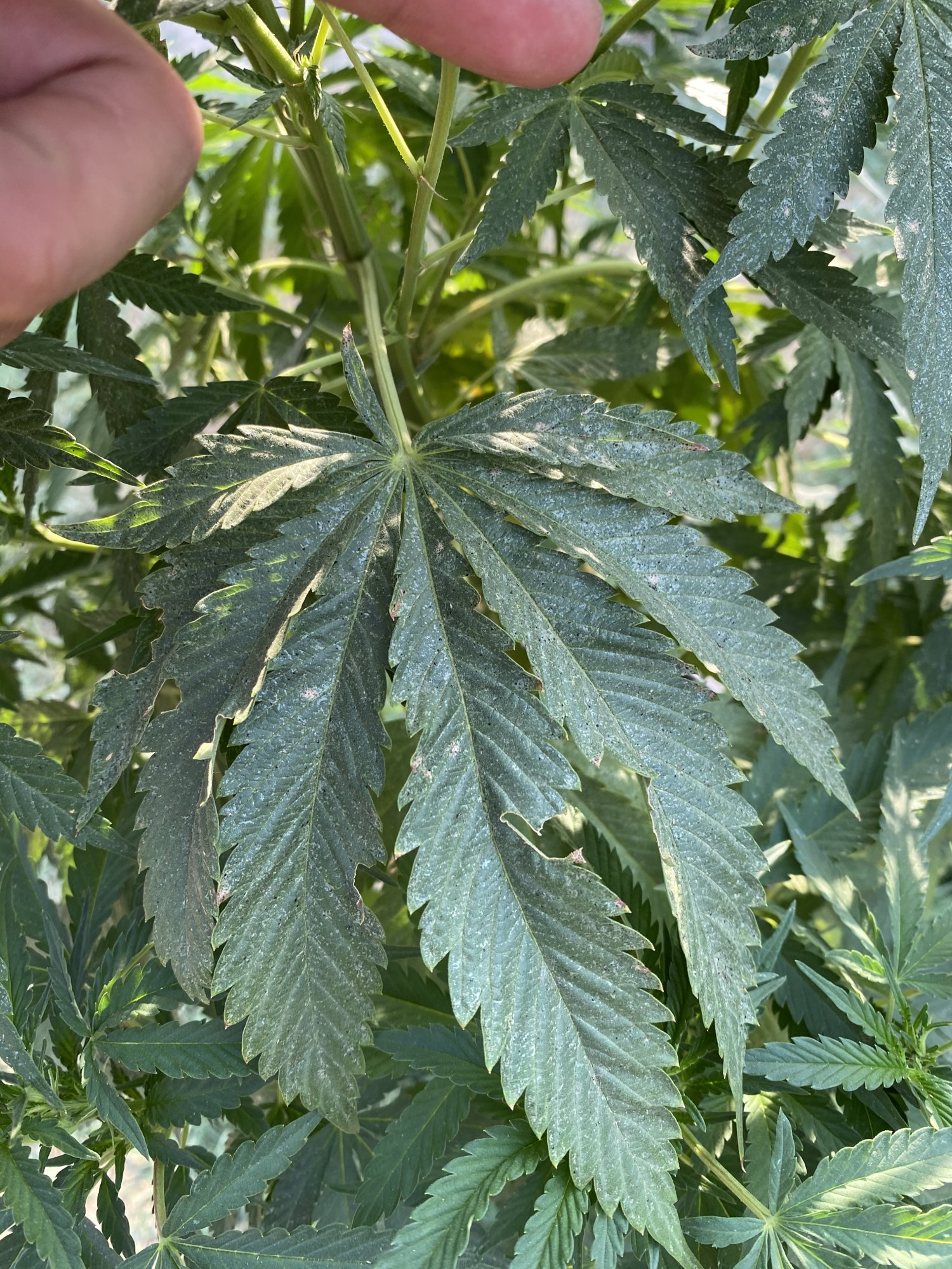 First time outdoor grower   need help 2