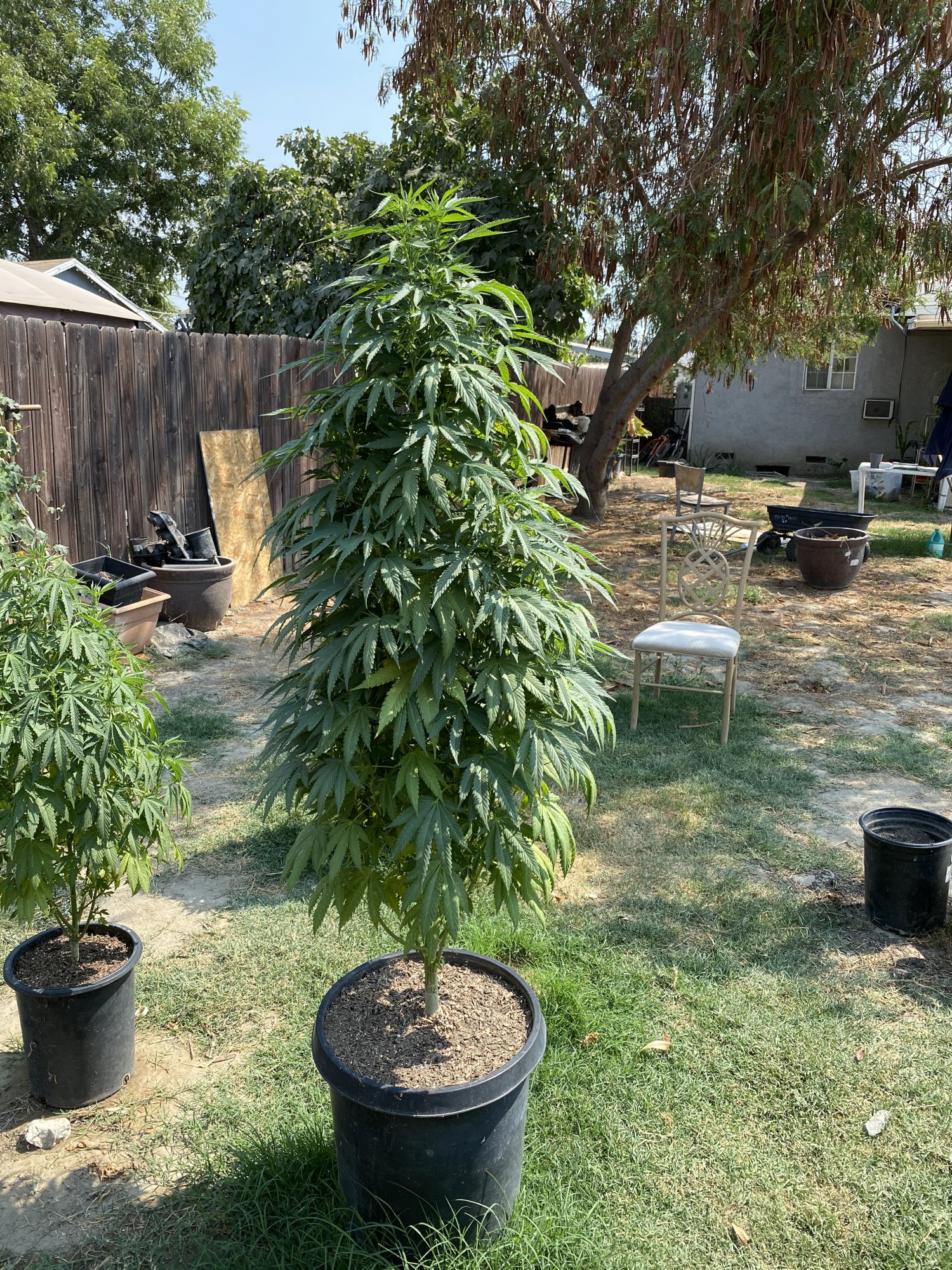 First time outdoor grower   need help 2