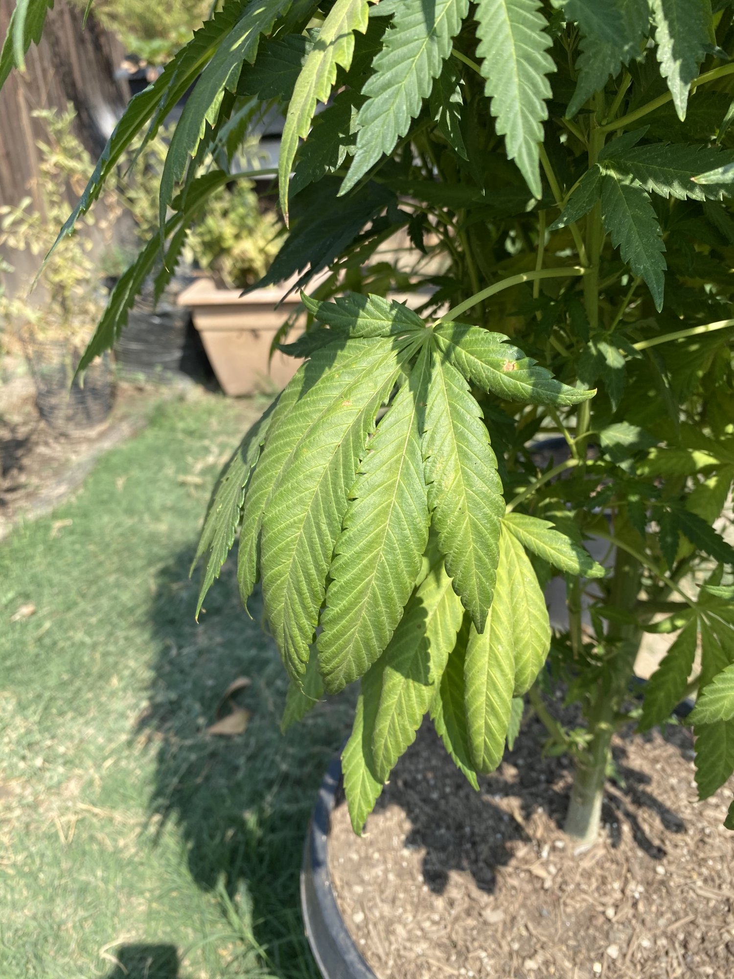 First time outdoor grower   need help 3