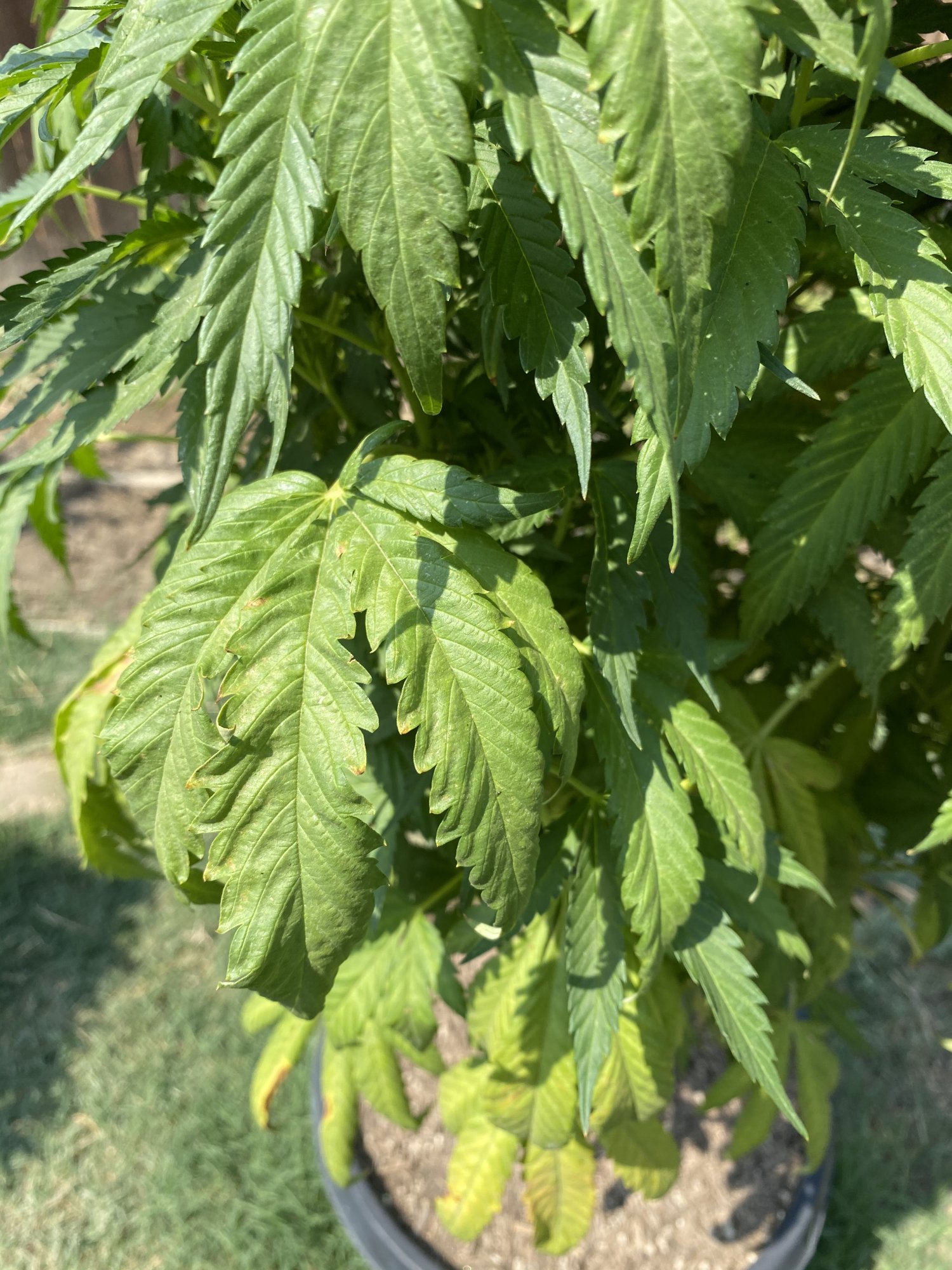 First time outdoor grower   need help 4