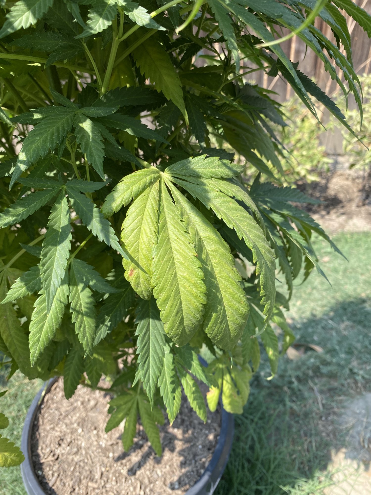First time outdoor grower   need help 5