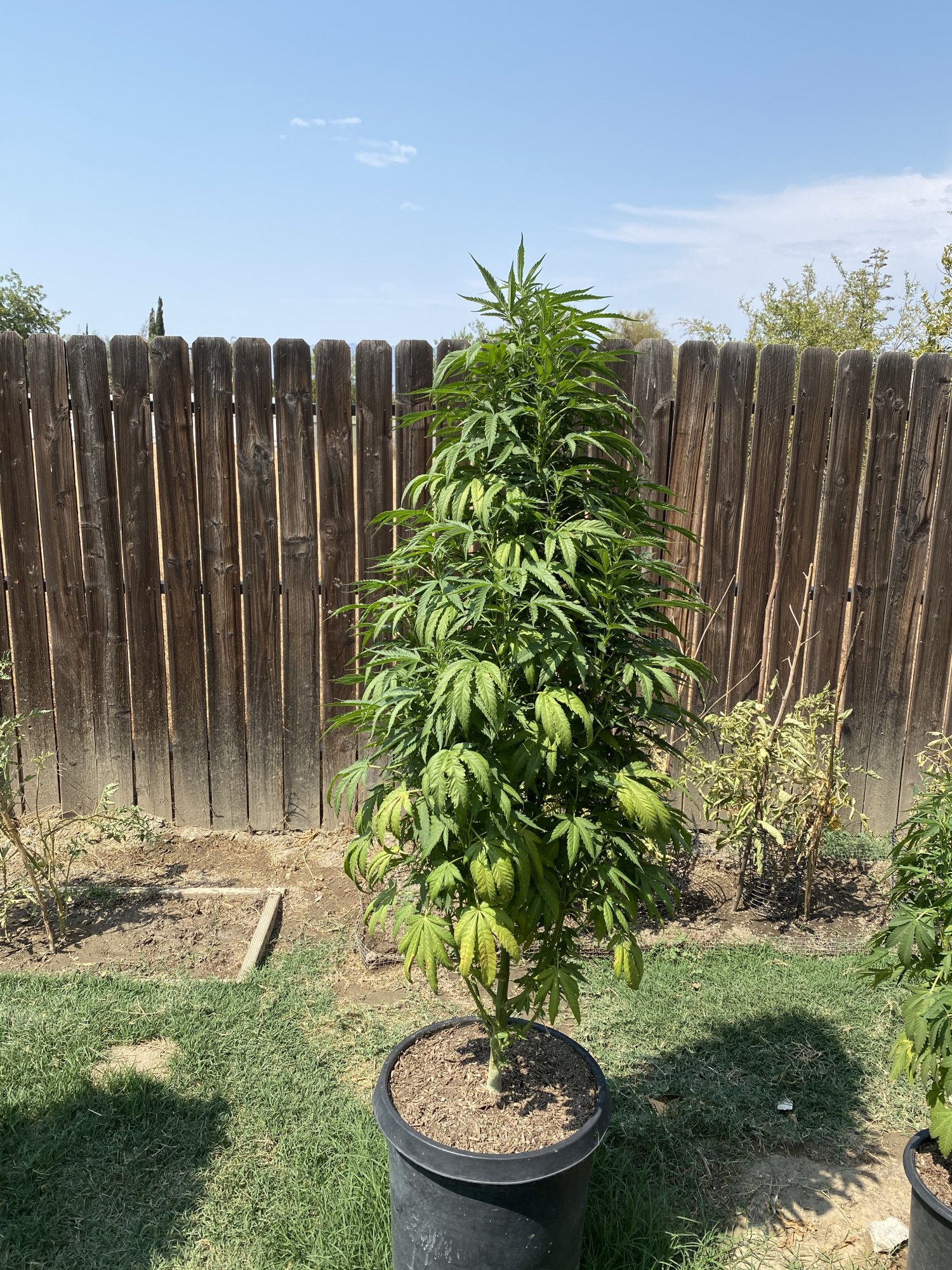 First time outdoor grower   need help