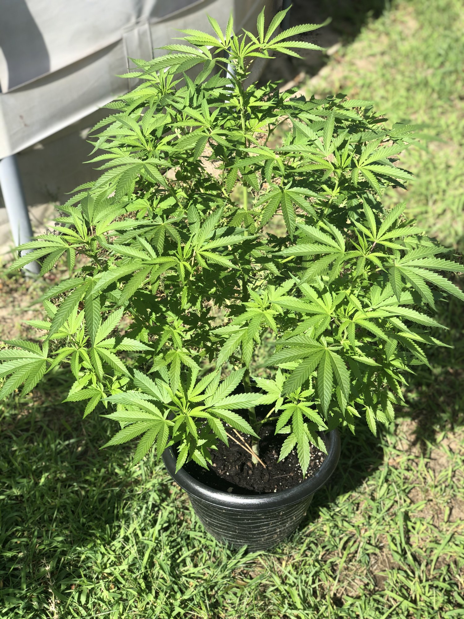 First time outdoor still learning any tips or advise greatly appreciated 10